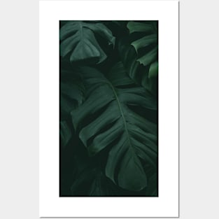 Monstera Leaves Posters and Art